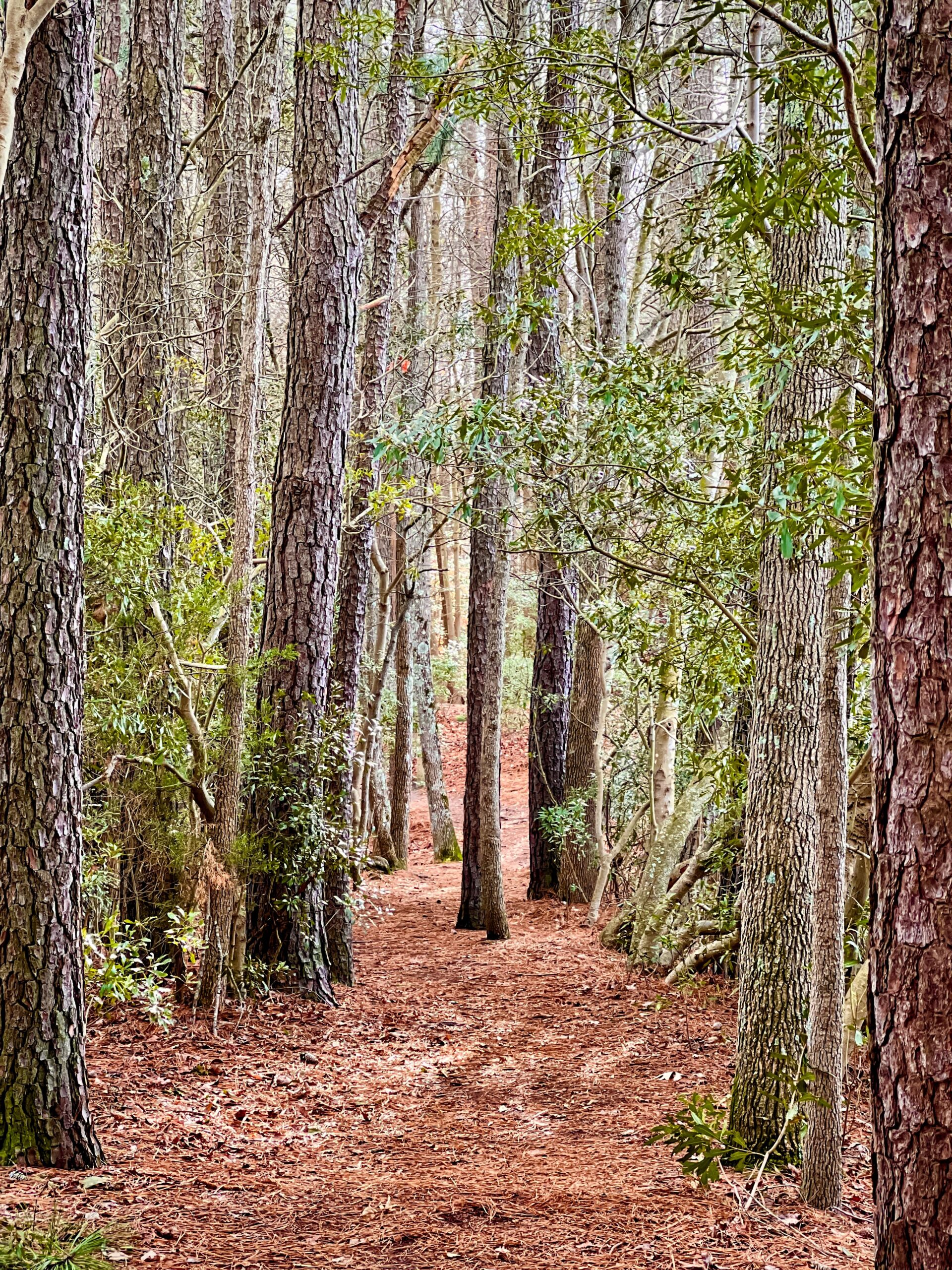 Land Management in Newberry, SC